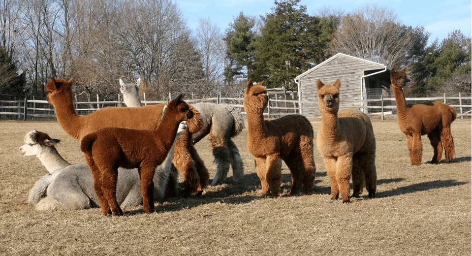 Hang with a pack-a alpacas at Faraway Farm in Yorktown Heights. Photo via Faraway Farm