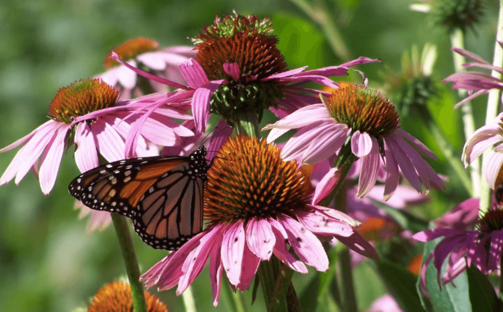 Flutter-by the butterflies at Rainbow's End Butterfly Farm & Nursery in Pawling, N.Y. Photo via Rainbow's End