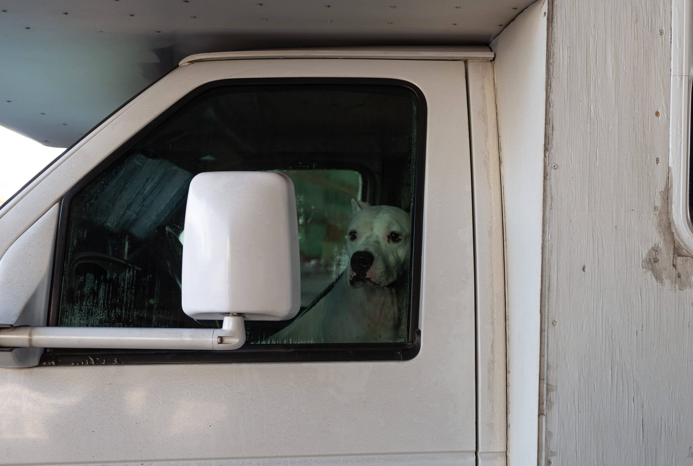 dog in rv