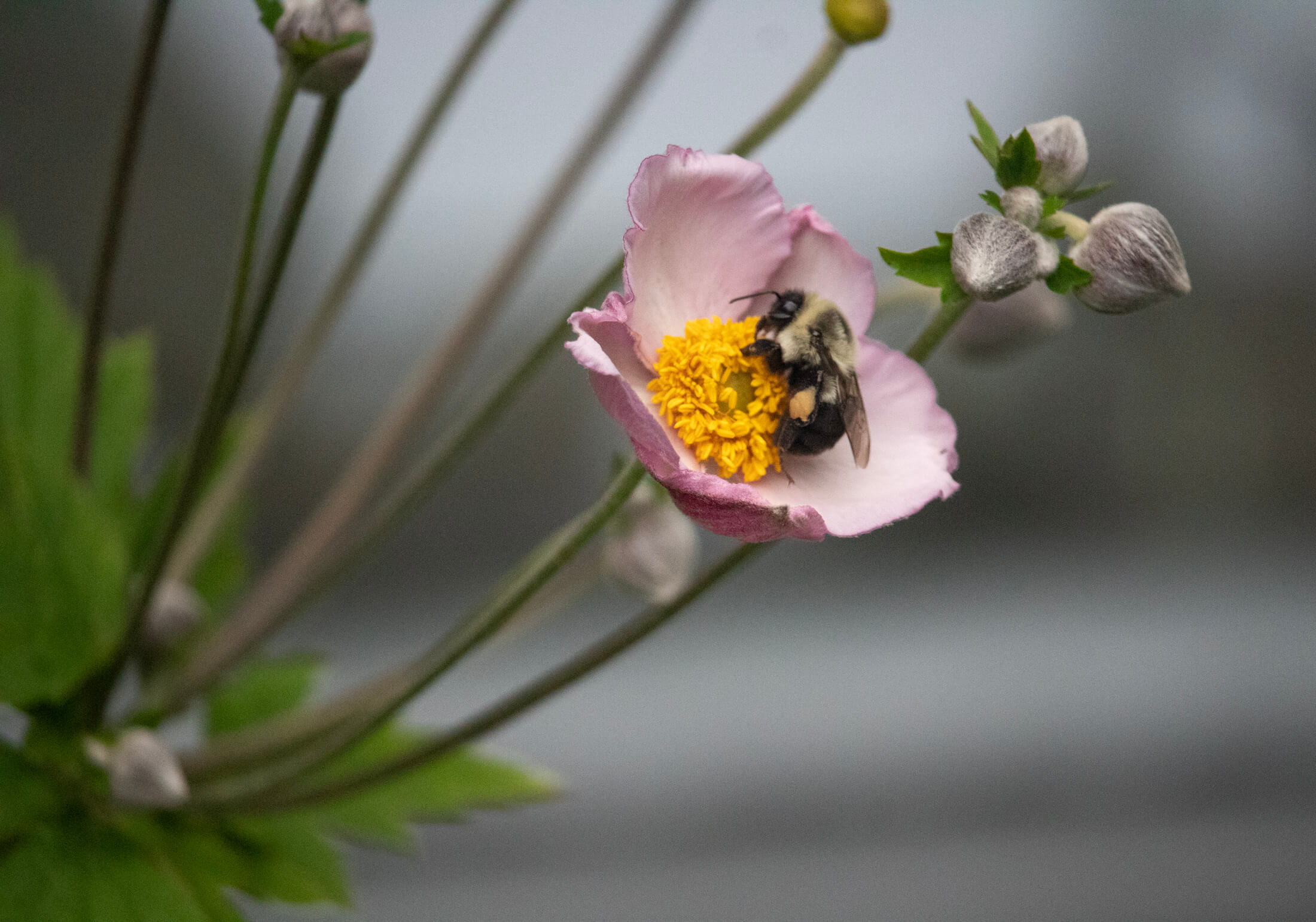 brooklyn botanic garden