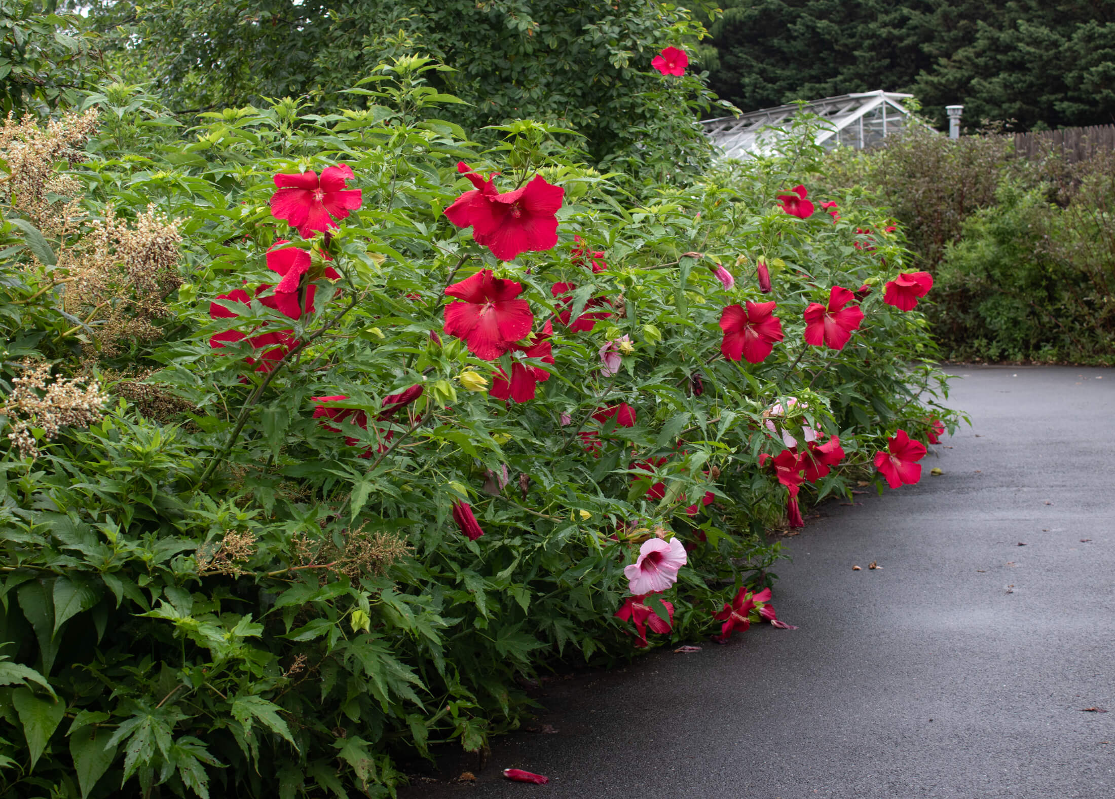 brooklyn botanic