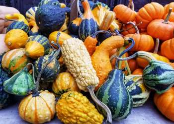 gourds