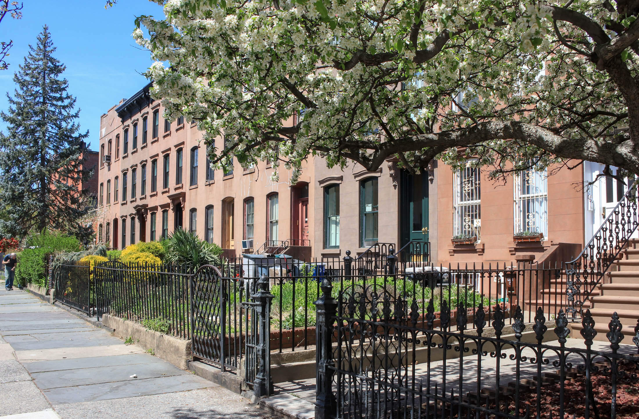 brownstones and blooming trees