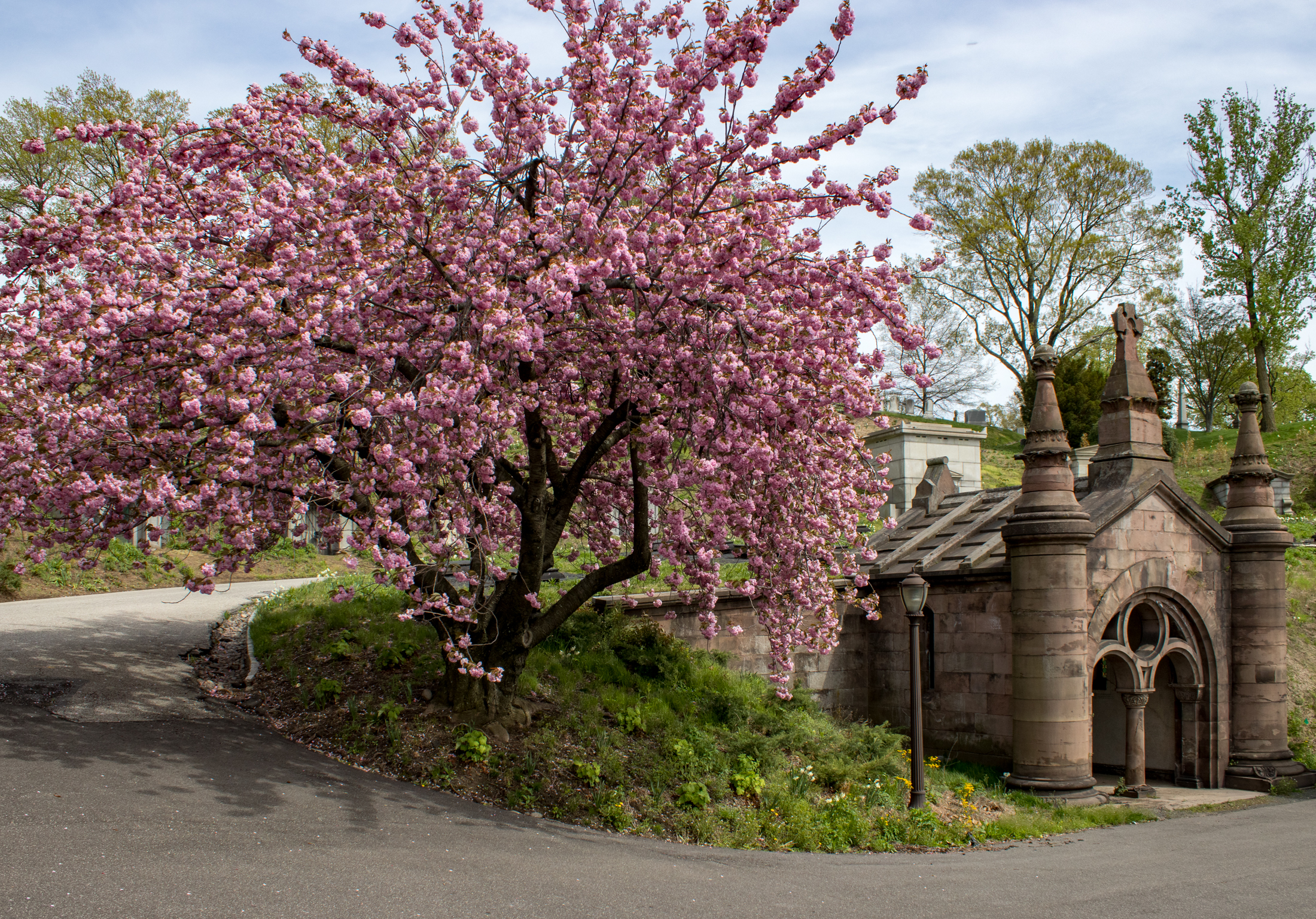 spring tree blooming next to a masoleum