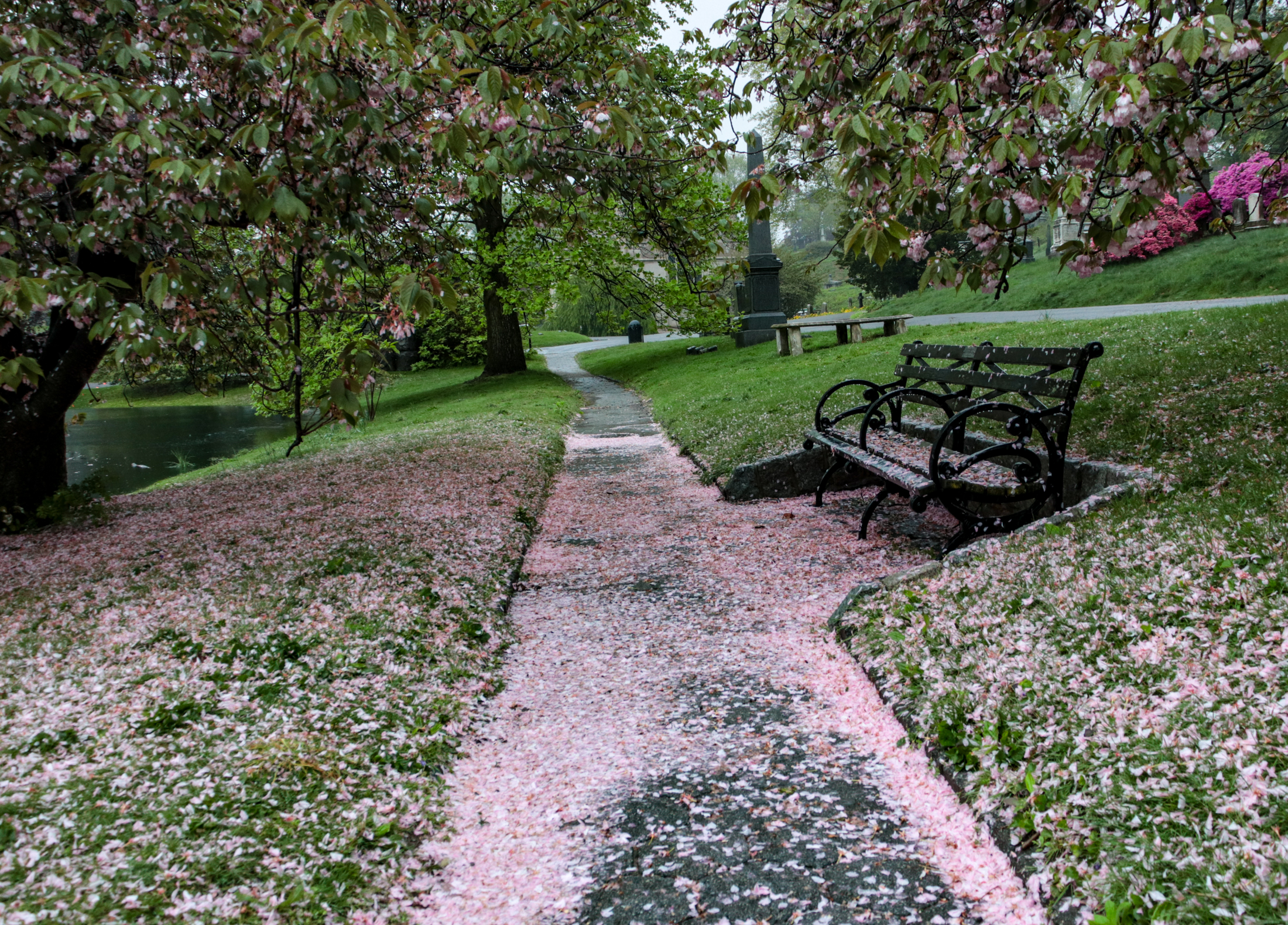 cherry blossoms on a sidewalk