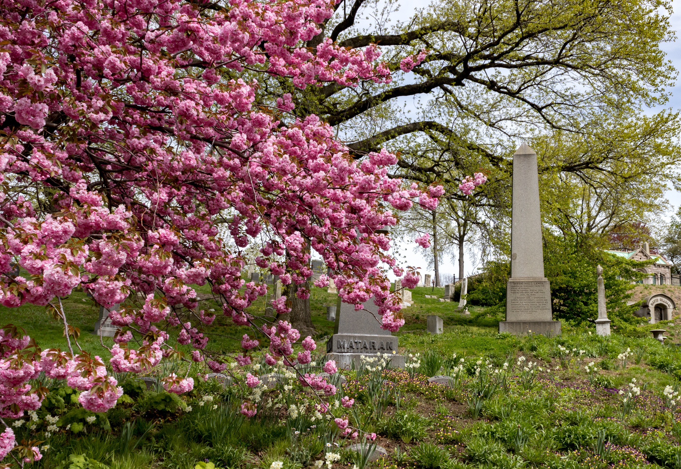 green-wood cemetery - cherry blossoms blooming