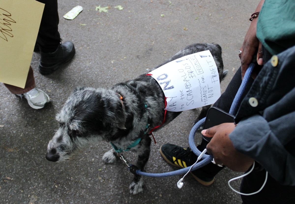 dog with a protest sign attached to its back with "say no to the scambalo bros!" written on it