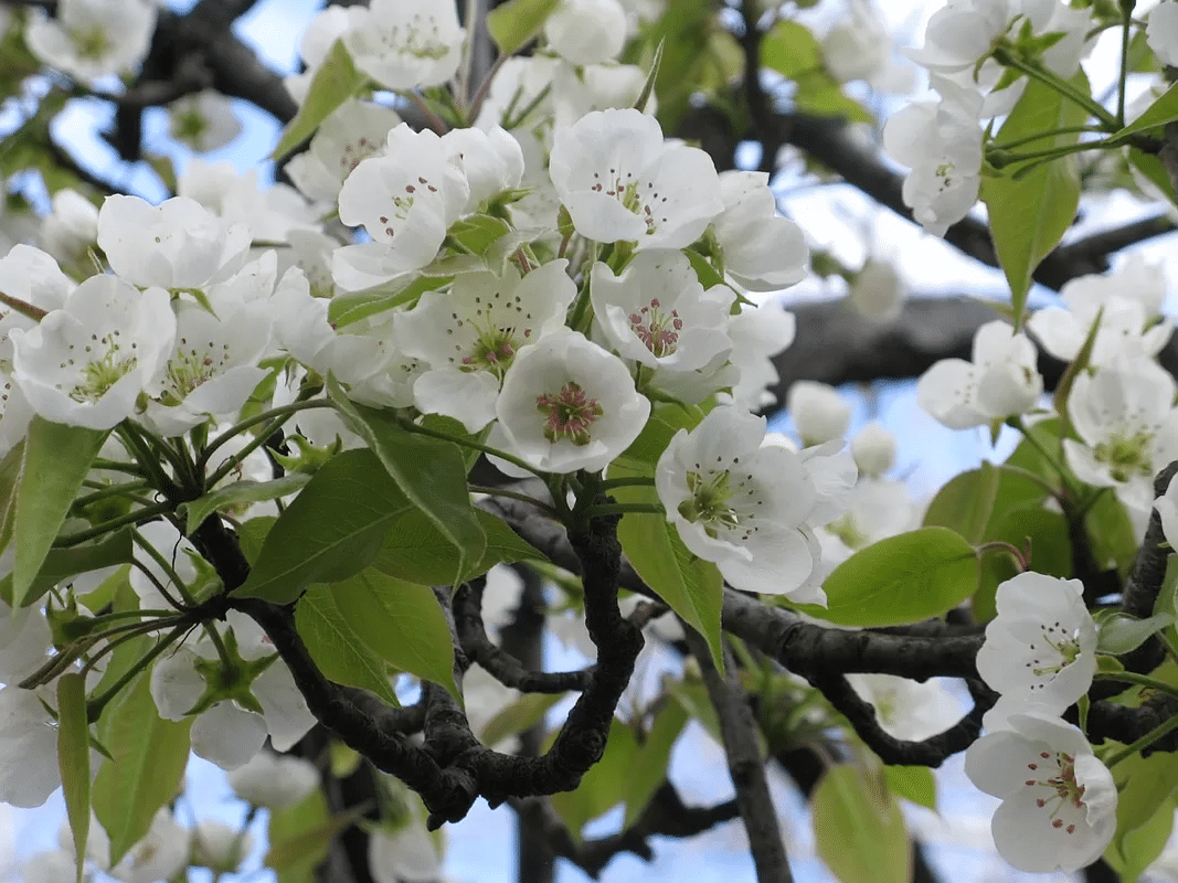 The white flowers of a pear tree