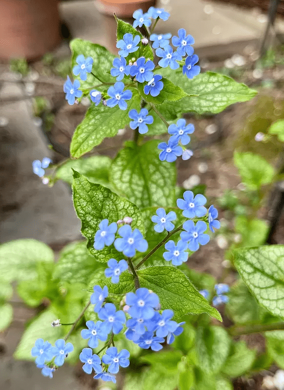 Brunnera, a perennial with green leaves and small blue flowers