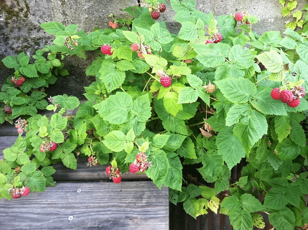 raspberry bushes