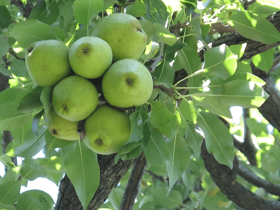 green apples on a tree