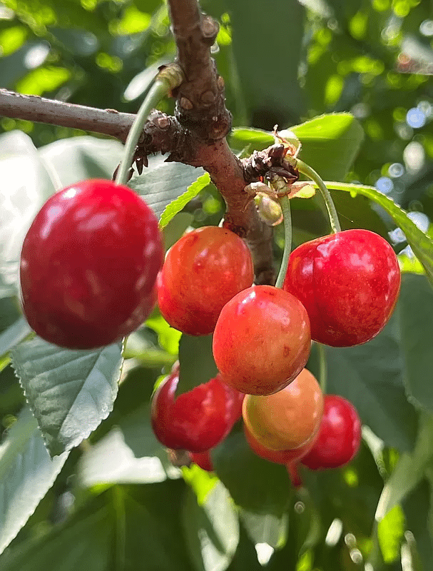 cherries