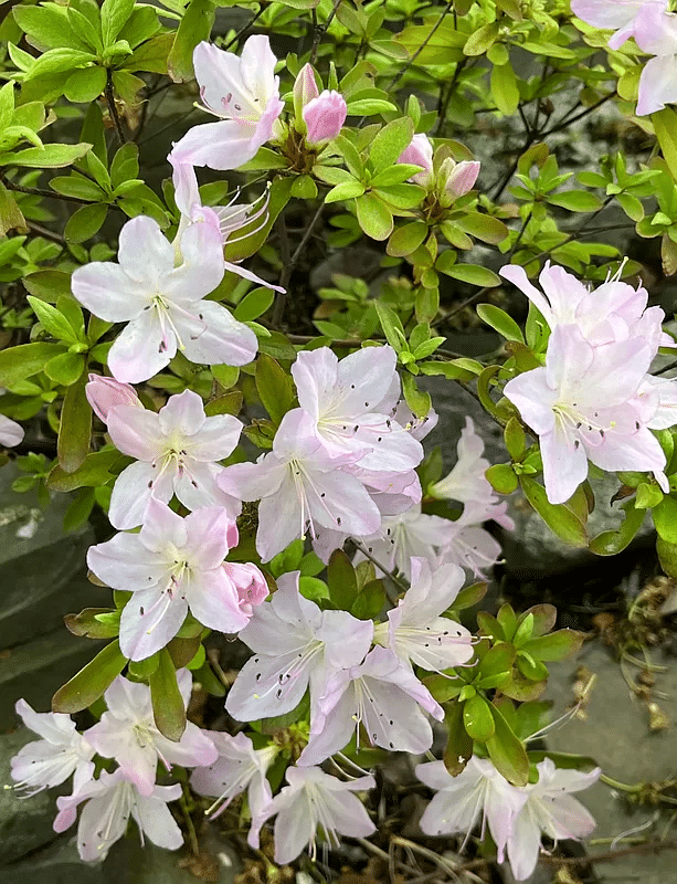 a azalea shrub in bloom