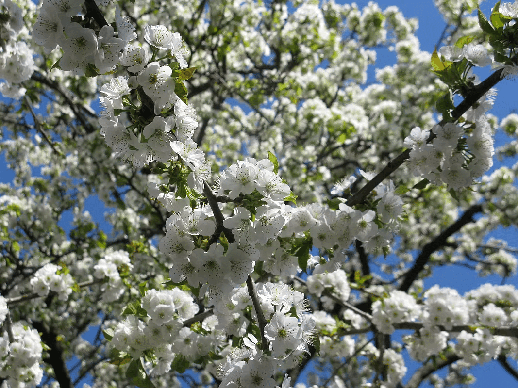 white blossoms on a cherry tree