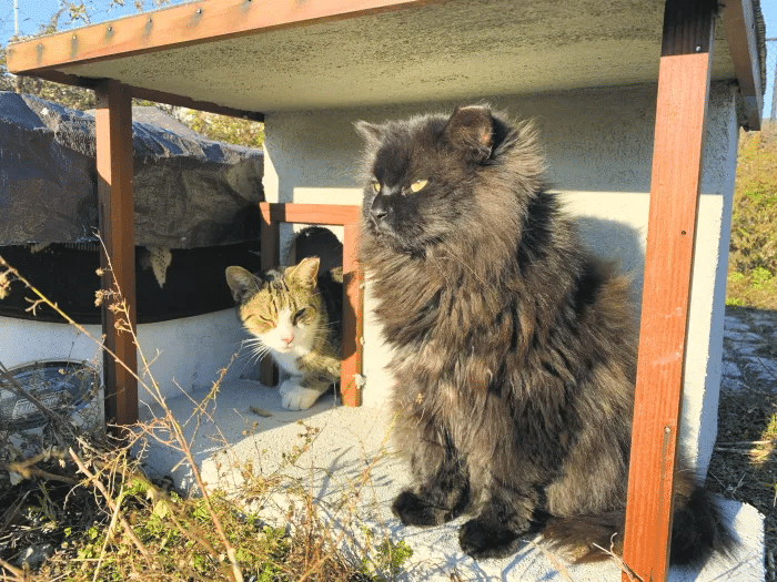 cats in an outdoor shelter