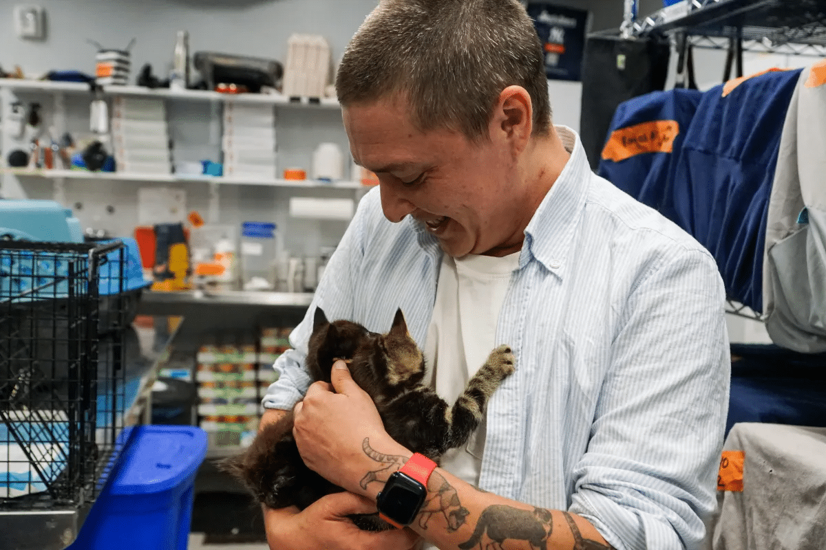 brooklyn animals - director of flatbush cats with three kittens