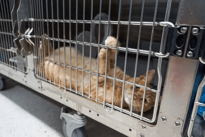 a marmelade colored cat in a cage