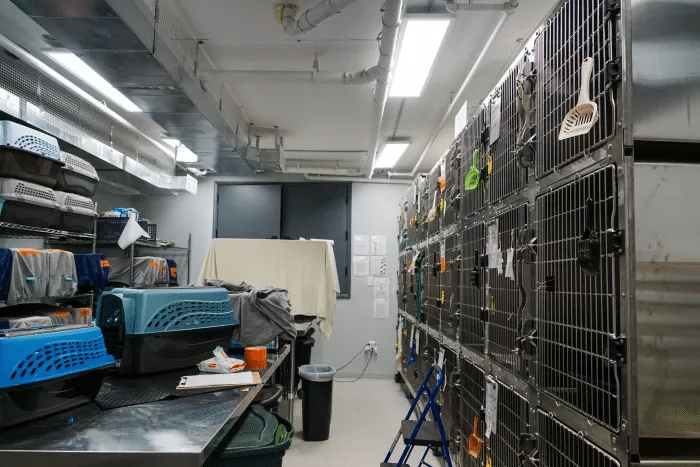 interior showing cat cages and carriers