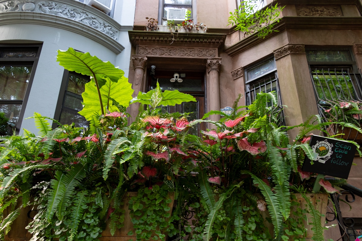 ferns, elephant ears, and caladium in a window box in front of a stoop