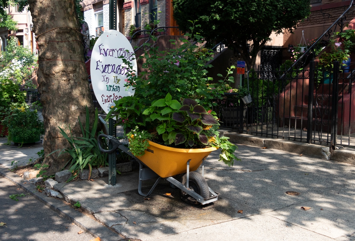 wheelbarrow with plants