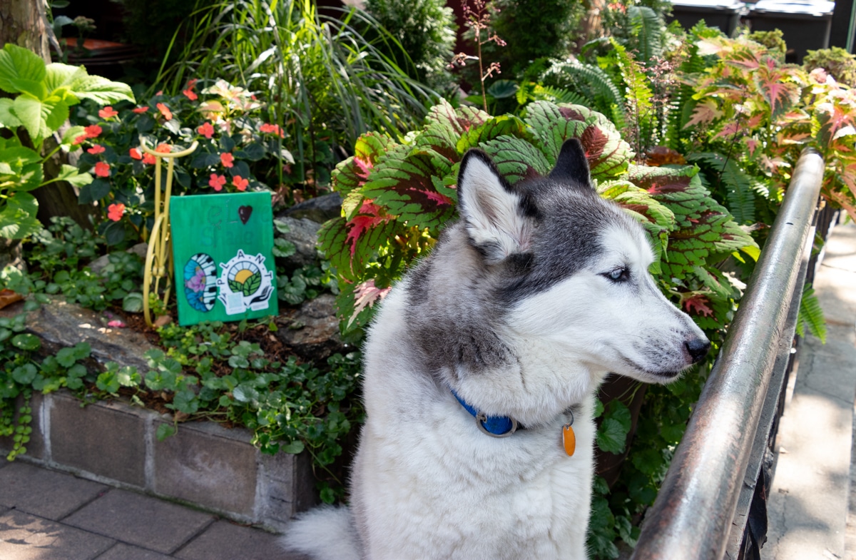 husky sitting in his garden