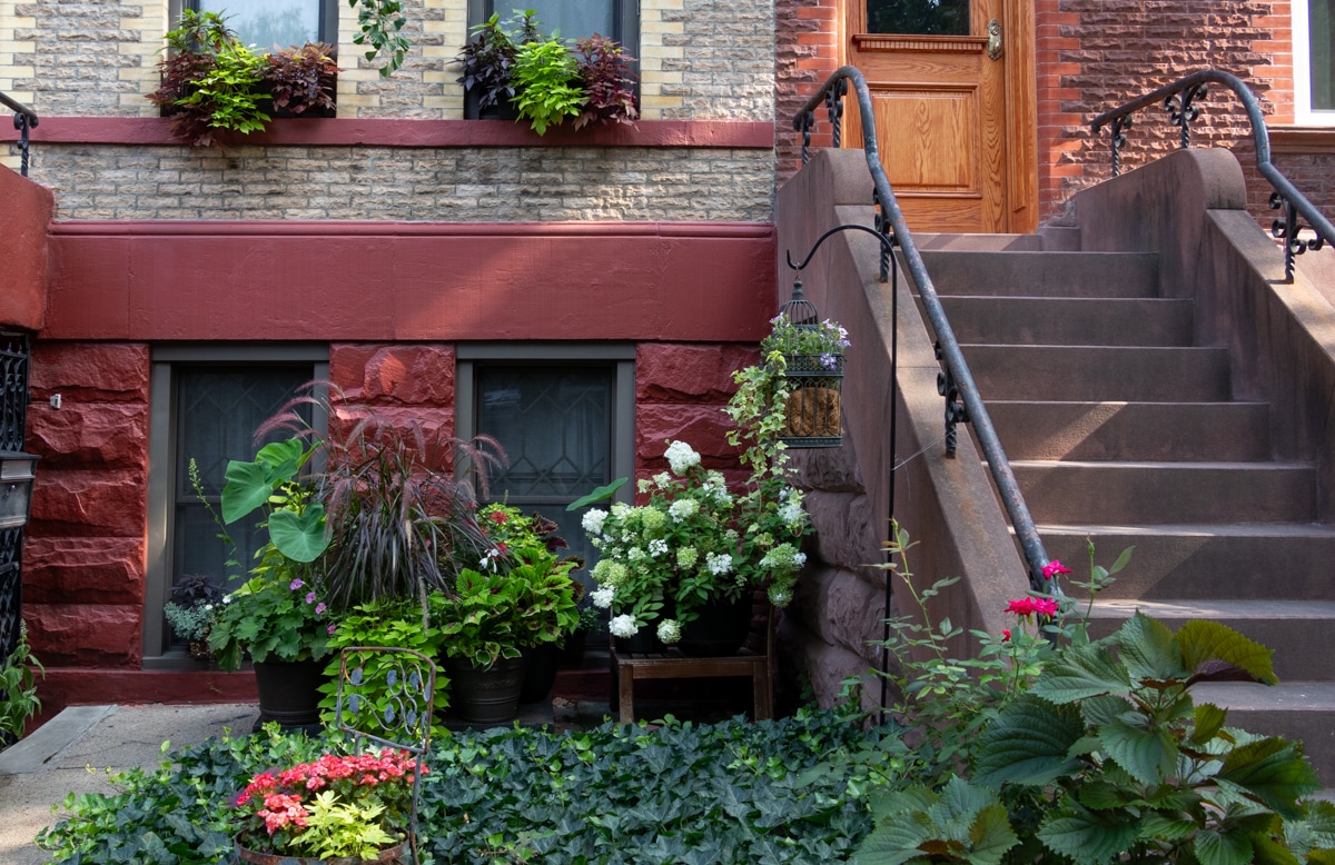 front garden with planters and ivy