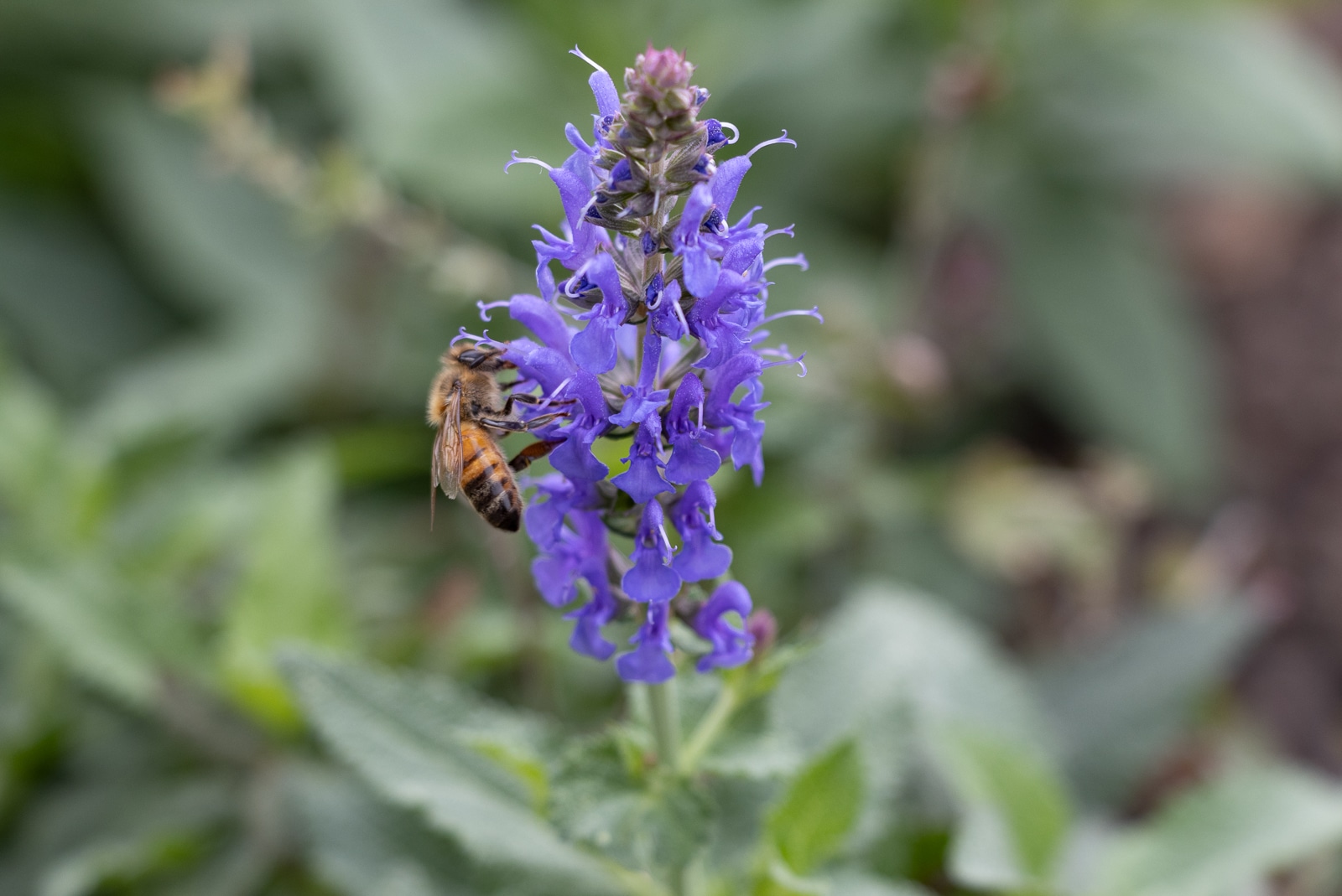 a bee enjoys some salvia