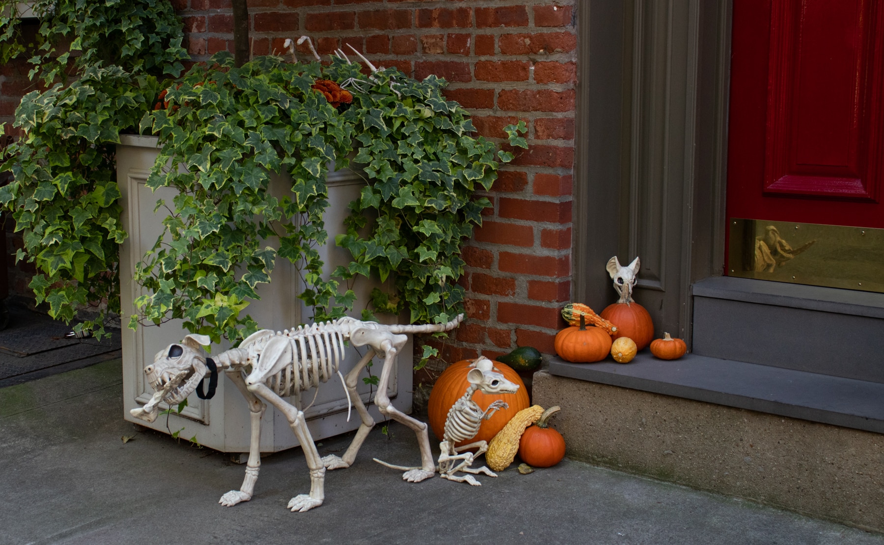 brooklyn - halloween animal skeletons in cobble hill