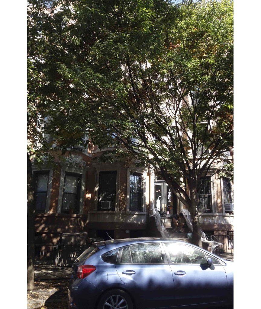 a stoop decorated for halloween glimpsed through the street trees