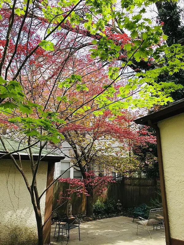 a spring blooming tree and a view of the paved patio