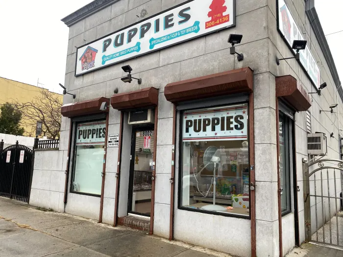 the exterior of the shop with signs for puppies