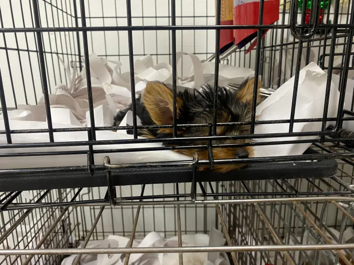 a yorkie puppy in a cage