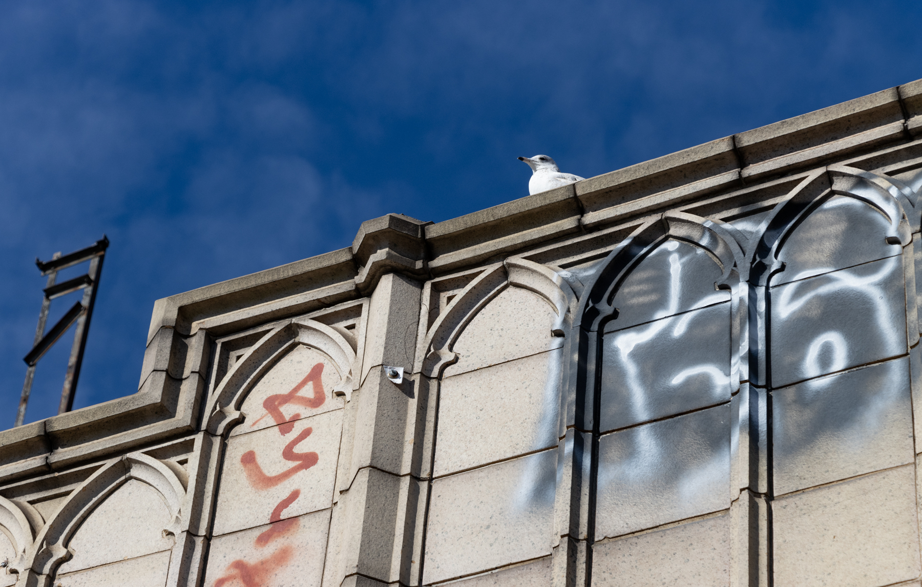 a seagull sits on the graffitied parapet